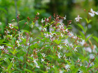 Gillenia trifoliata