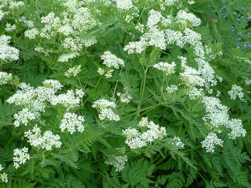 Myrrhis odorata