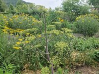Peucedanum verticillare