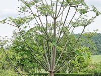 Peucedanum verticillare