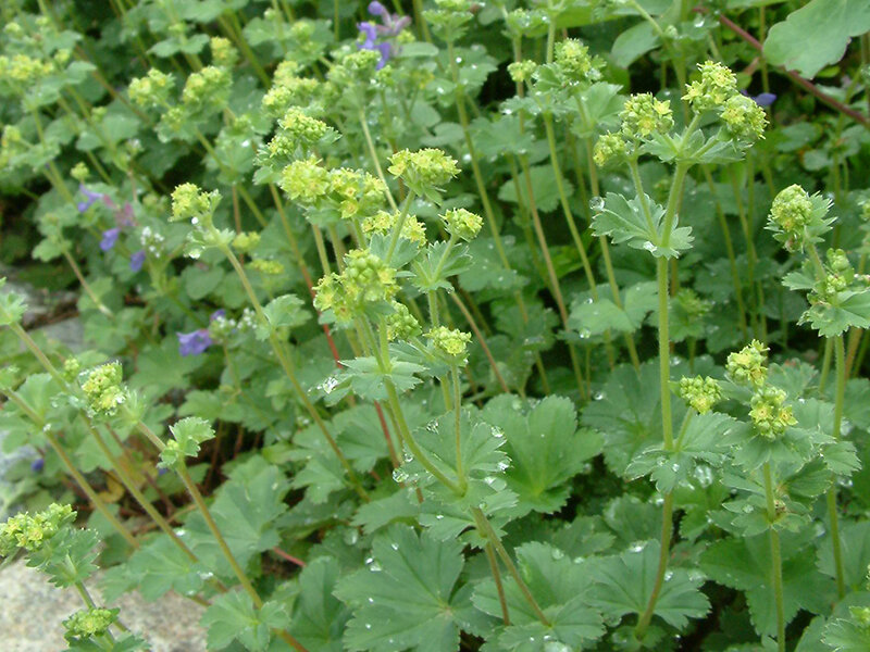 Alchemilla erythropoda (blaugrüner Typ)