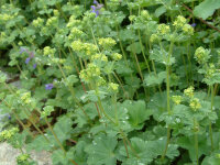Alchemilla erythropoda (blaugrüner Typ)