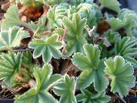 Alchemilla erythropoda (blaugrüner Typ)