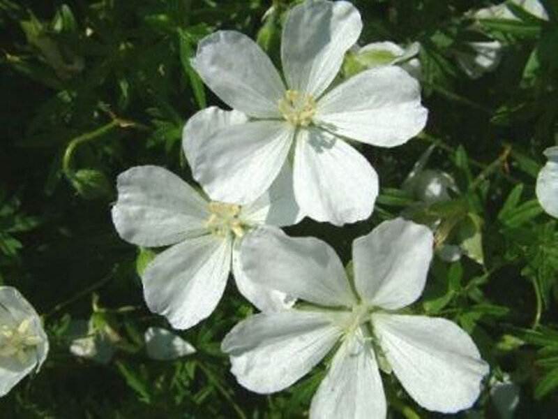 Geranium clarkei Kashmir White