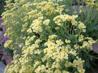 Alyssum (Aurinia) saxatile Sulphureum