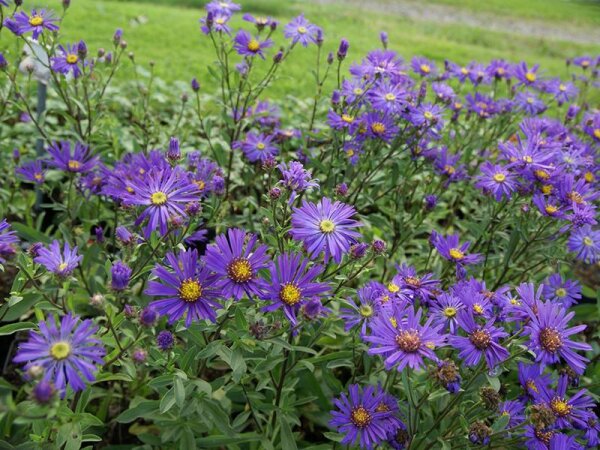 Aster amellus Veilchenkönigin