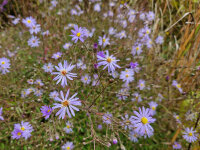 Aster (Symphyotrichum) turbinellus