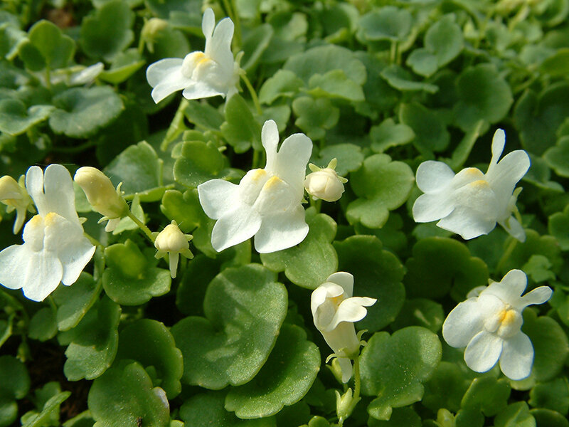 Cymbalaria murialis Albiflora
