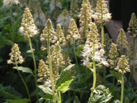 Tiarella cordifolia Moorgrün