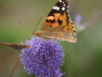 Succisa pratensis