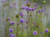 Succisa pratensis