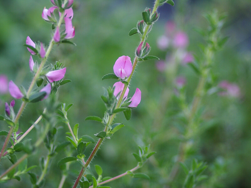 Ononis spinosa