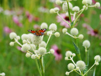 Eryngium yuccifolium