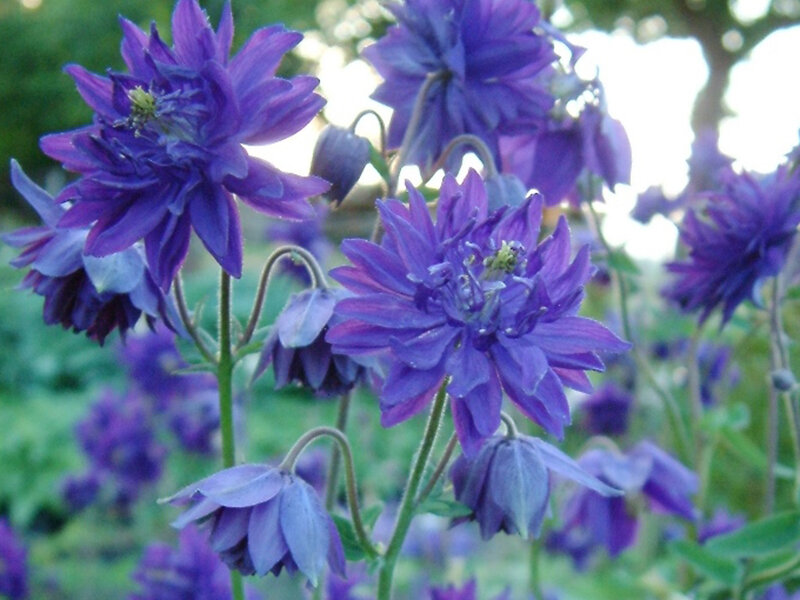 Aquilegia vulgaris var. stellata Blue Barlow