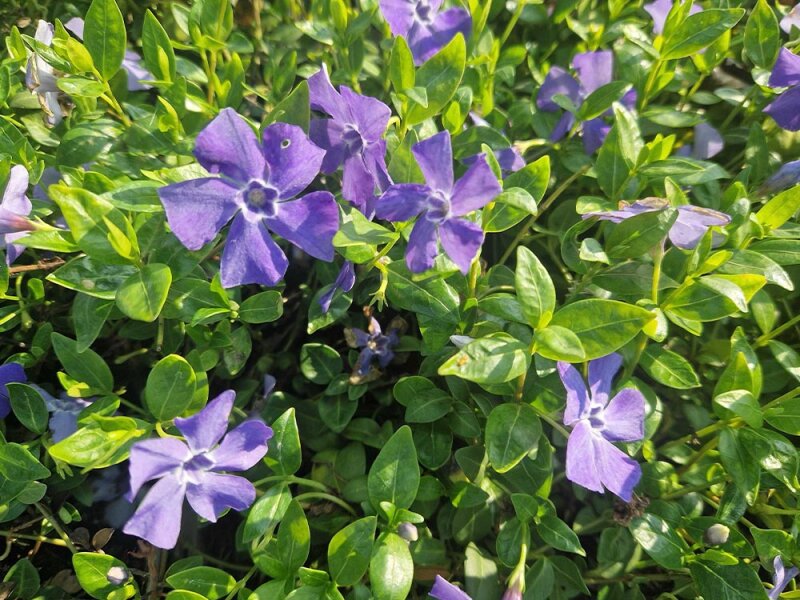 Vinca minor Marie®