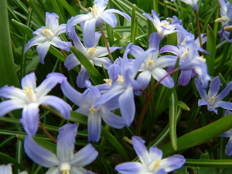 Chionodoxa luciliae (25 Stk.)