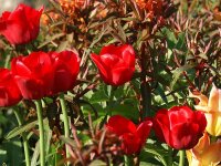 Tulipa Ile de France (5 Stk.)