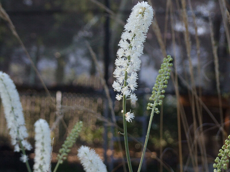 Actaea (Cimicifuga) simplex White Pearl