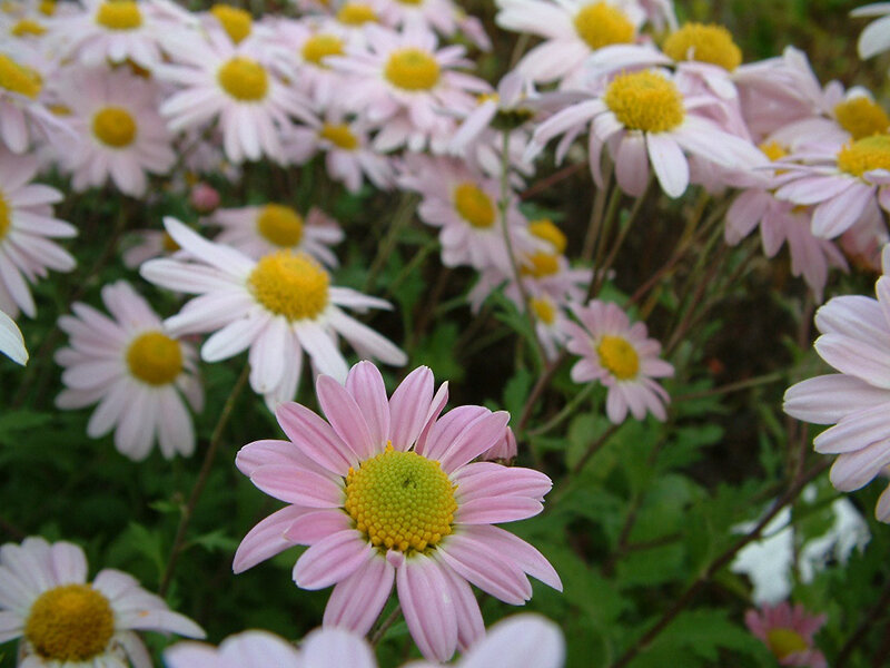 Chrysanthemum L Innocence