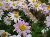 Chrysanthemum L Innocence