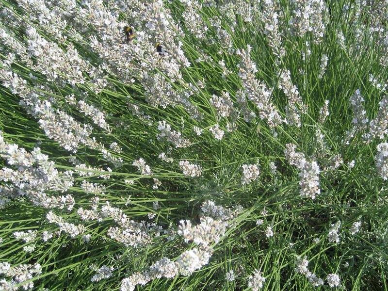 Lavandula x intermedia Edelweiß