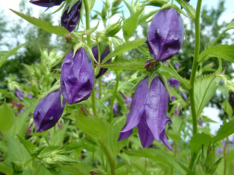 Campanula Punctata -Hybr. Kent Belle