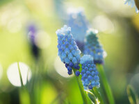 Muscari armeniacum Peppermint (10 Stk.)