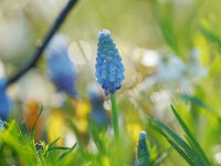 Muscari armeniacum Peppermint (10 Stk.)