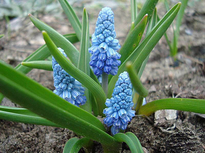 Muscari azureum (20 Stk.)