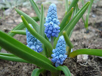 Muscari azureum (20 Stk.)