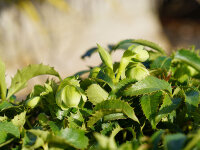 Helleborus argutifolius