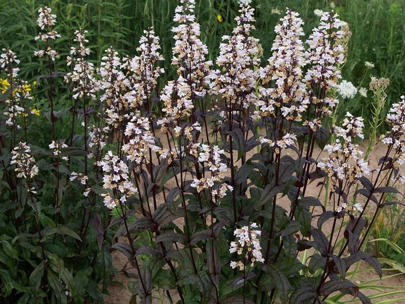 Penstemon digitalis Huskers Red Strain