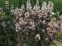 Penstemon digitalis Huskers Red Strain