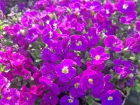 Aubrieta Hybr. Kitte