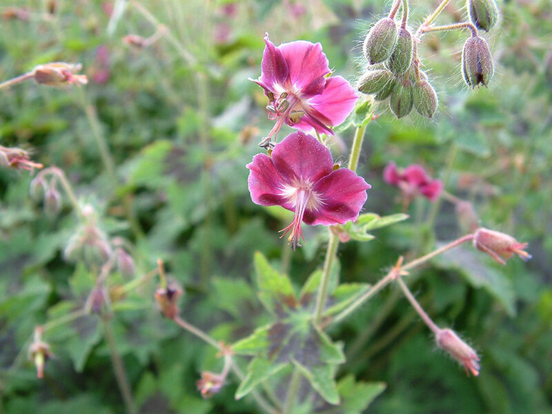 Geranium phaeum Samobor