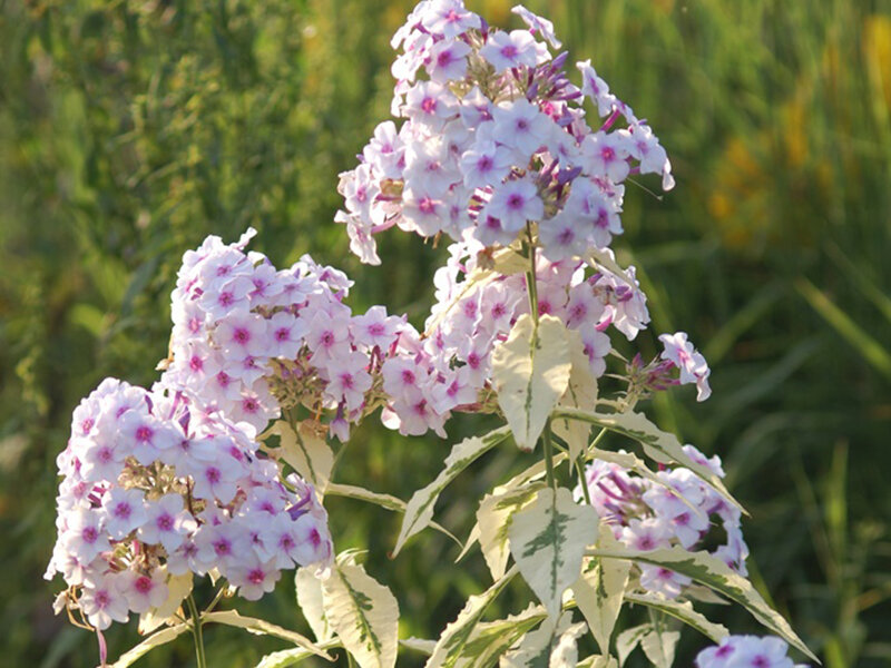 Phlox paniculata Nora Leigh P1