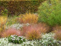 Eragrostis spectabilis
