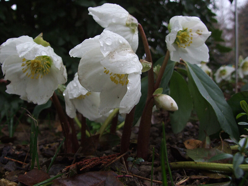 Helleborus niger Praecox