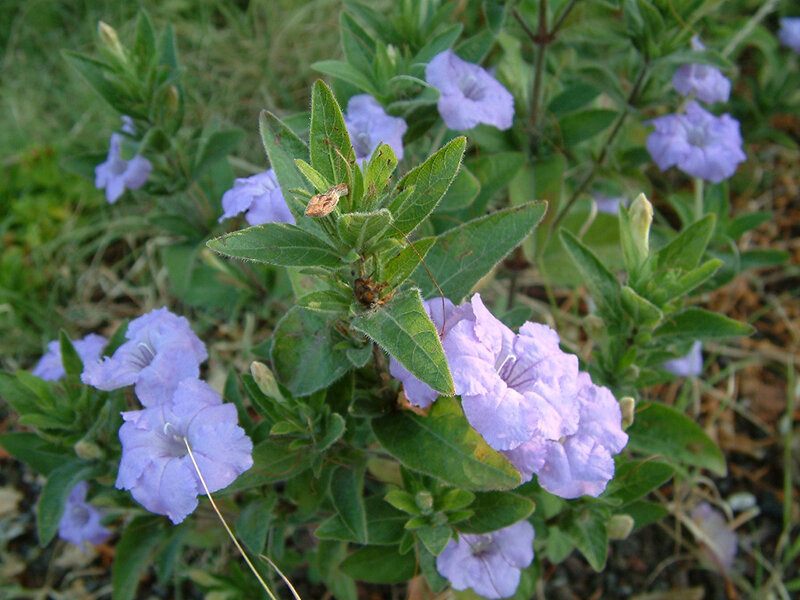 Ruellia humilis