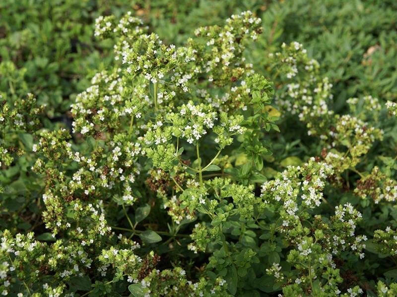 Origanum creticum
