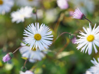 Erigeron speciosus Sommerneuschnee