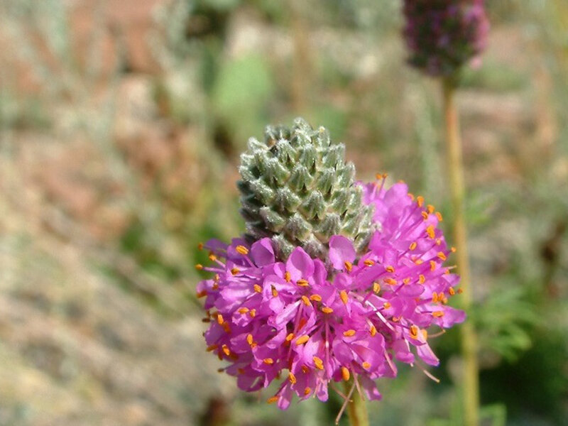 Dalea purpurea