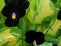 Viola cornuta Bowles Black