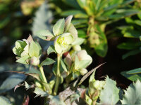 Helleborus x sternii