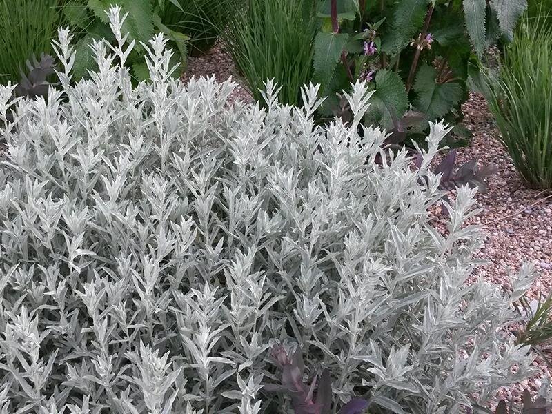 Artemisia ludoviciana Silberteppich
