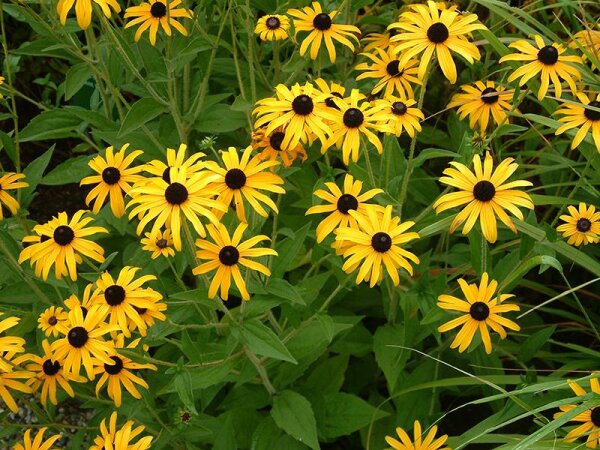 Rudbeckia fulgida var. deamii