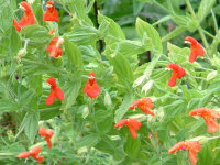 Mimulus cardinalis