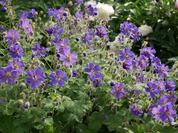 Geranium Renardii-Hybr. Terre Franche