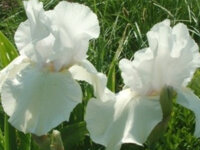 Iris barbata-elatior Cliffs of Dover