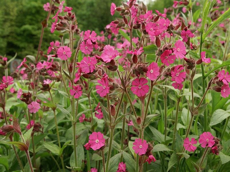 Silene dioica